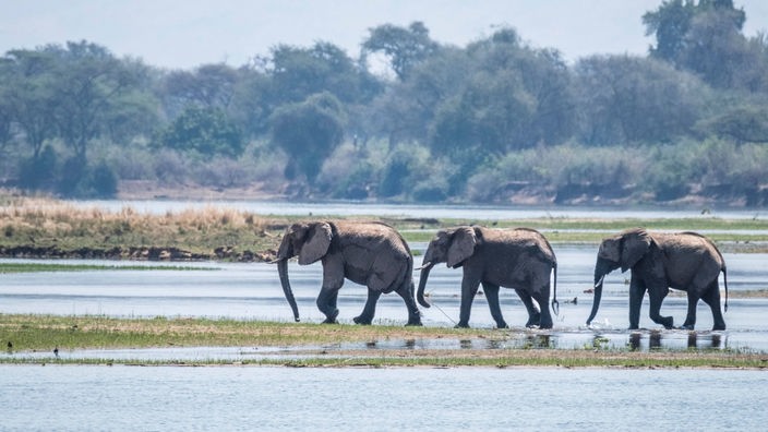 Elefantenherde beim Überqueren des Sambesi durch das Wasser in Sambia. 