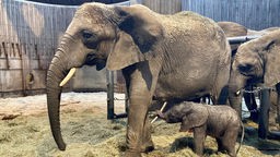 Das Elefanten-Baby sucht die Nähe seiner Mutter Tika im Wuppertaler Zoo