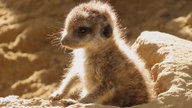 Ein Erdmännchen Jungtier aus dem Kölner Zoo.