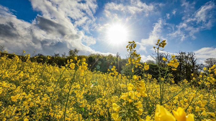 Ein Rapsfeld leuchtet gelb im Sonnenschein