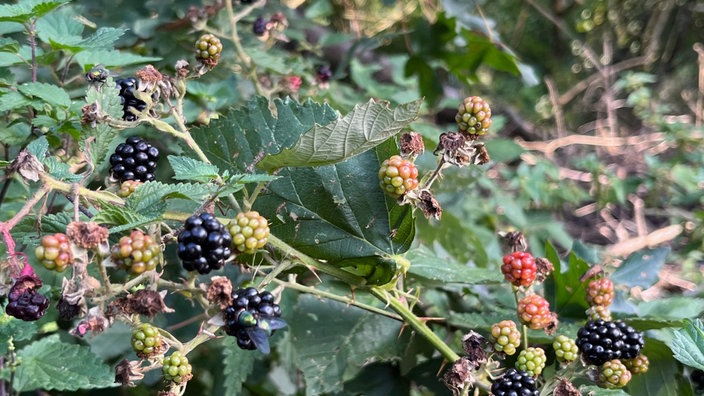 Brombeeren in einem Gebüsch: Gegen die Stacheln helfen nur dicke Handschuhe.