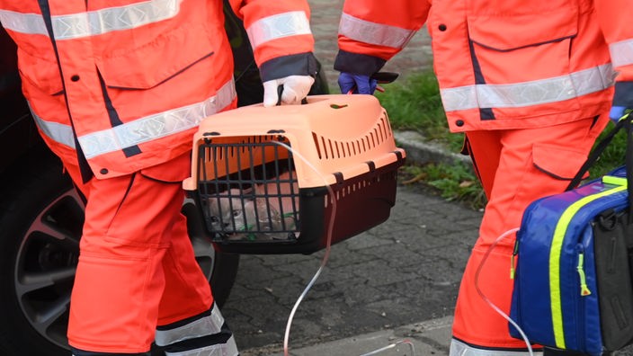 Nach einem Kellerbrand wird eine von der Feuerwehr gerettete Katze in einer Katzentransportbox transportiert und in Sicherheit gebracht
