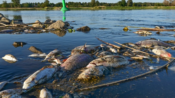 Tote Fische treiben im flachen Wasser