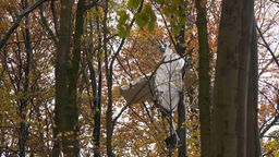 Trägerfläche eines Kleinflugzeugs, das in den Bäumen hängt