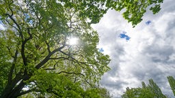 Wolken und kleine sonnige, blaue Flecken sind über den Bäumen im Kurpark zu sehen. 