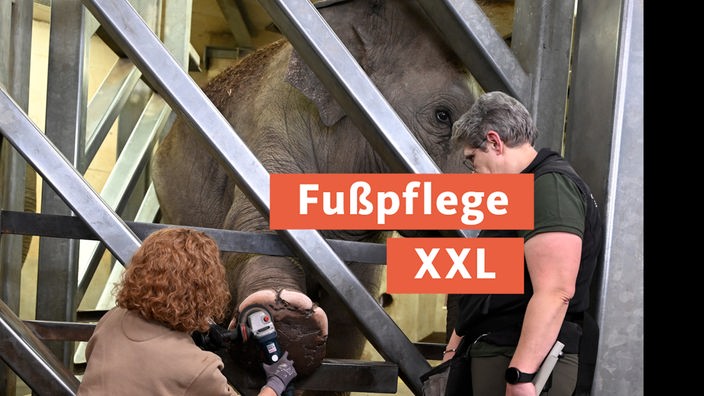 Fußpflege bei den Elefanten im Kölner Zoo