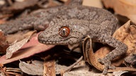 Ein östlicher Stachelschwanzgecko im Laub