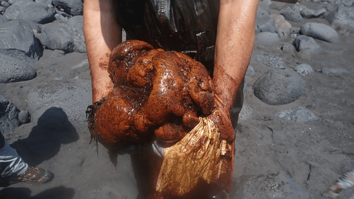 Einer der Arbeiter hält einen Ambraklumpen des gestrandeten Pottwals, der aus dem Tier entfernt wurden.