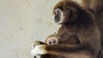 Ein Gibbonbaby mit seiner Mutter im Zoo von Skopje