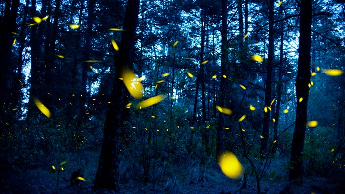 Glühwürmchen tanzen in einem Wald