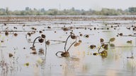 Ein überschwemmtes Sonnenblumenfeld in der von der Flutkatastrophe betroffenen Stadt Golaya Pristan