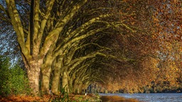 Goldener Herbst am Baldeneysee, Essen