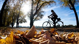  Eine Radfahrerin fährt bei Sonnenschein durch eine herbstlich verfärbte Allee
