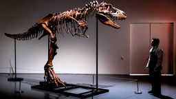 Ein Mann steht neben dem Skelett eines Dinosauriers