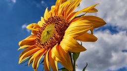 Eine Sonnenblume vor blauen Himmel