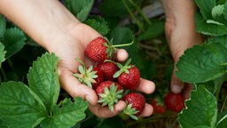 Das Bild zeigt eine Hand voller Erdbeeren.