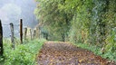 Archiv - Ein laubbedeckter Waldweg bei regnerischem Herbstwetter