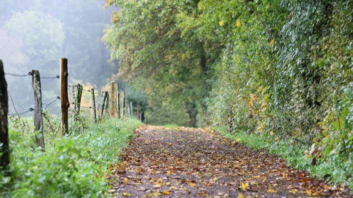 Archiv - Ein laubbedeckter Waldweg bei regnerischem Herbstwetter