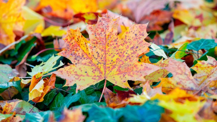 Herbstliches Blatt