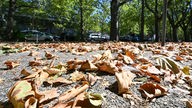 Trockene Blätter liegen auf einer Straße