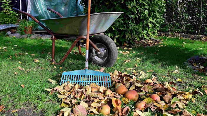 Herbstlaub und Äpfel liegen am Boden eines Kleingartens. Dahinter steht eine Schubkarre, an der ein Rechen lehnt