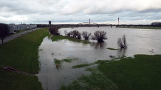 Eine Wiese am Rhein ist überflutet, im Hintergrund ist eine Brücke zu sehen