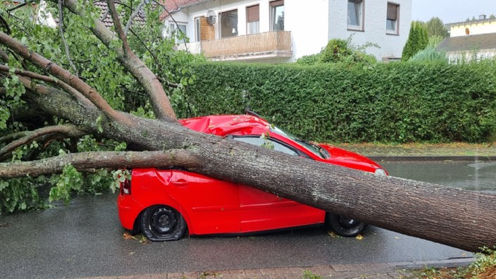 Ein umgestürzter Baum liegt auf einem Auto.