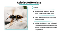 Asiatische Hornisse, gilt als eher friedlich, jagt Honigbienen, Schäden hierzulande nicht bekannt