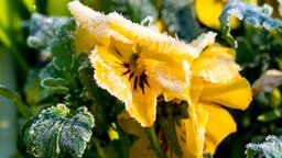 Eiskristalle hängen am Morgen an der Blüte von einem Hornveilchen