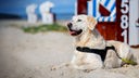 Hund liegt vor einem Strandkorb