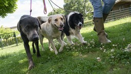 Drei Hunde werden zum Spaziergang ausgeführt