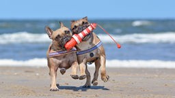 Zwei Bulldoggen tollen über einen Strand