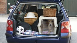 Hund sitzt in einem Käfig im vollgepackten Kofferraum eines Autos