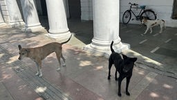 Drei streunende Hunde auf den Straßen von Neu-Delhi