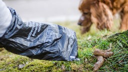 Hundehalter sammelt Hundekot mit einer Tüte ein