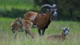 Mufflon-Widder mit zwei Weibchen auf einer Wiese.