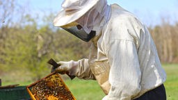Ein Imker arbeitet an seinem Bienenstock und hält eine Wabe in den Händen