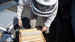 Imker entnimmt Waben aus einem Bienenkasten