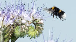 ARCHIV - 23.07.2018 : Eine Hummel landet auf blühender Phacelia.