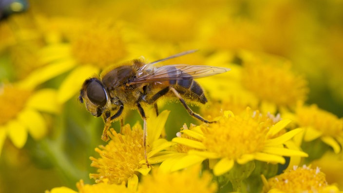 Gemeine Keilfleckschwebfliege sitzt auf Jakobskreuzkraut