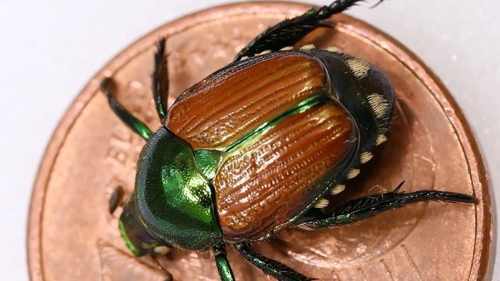 Ein präperierter Japan-Käfer auf einer Ein-Cent Münze