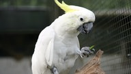 Gelbhaubenkakadu im Affen- und Vogelpark Eckenhagen