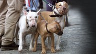 Symbolbild: Pitbull- und Staffordshire-Terrier mit Maulkörben