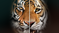 Zwei Portraits von Tigern: Eins ist echt, eins von KI generiert