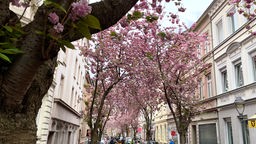 Eine Kirschbaumallee in der Bonner Altstadt