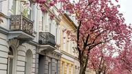 Die Kirschblüten blühen in Bonn