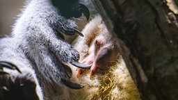 Ein Koala-Jungtier guckt aus dem Beutel seiner Mutter heraus.