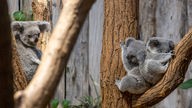 19.12.2022, Nordrhein-Westfalen, Duisburg: Zwei junge Koalas liegen zusammen in einer Astgabel, links das Weibchen Yunga, rechts das Männchen Erlinga