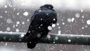 Eine Taube sitzt auf einem Geländer und es schneit.