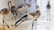 Acht Kuba-Flamingos im Kölner Zoo geschlüpft